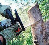 Best Tree Health Inspection  in Palm River Clair Mel, FL