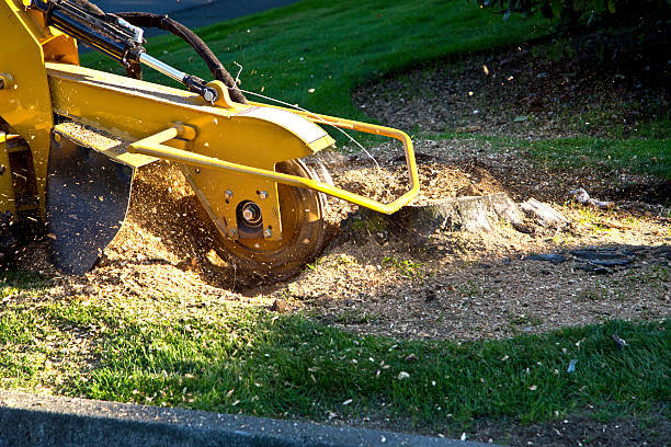 How Our Tree Care Process Works  in  Palm River Clair Mel, FL